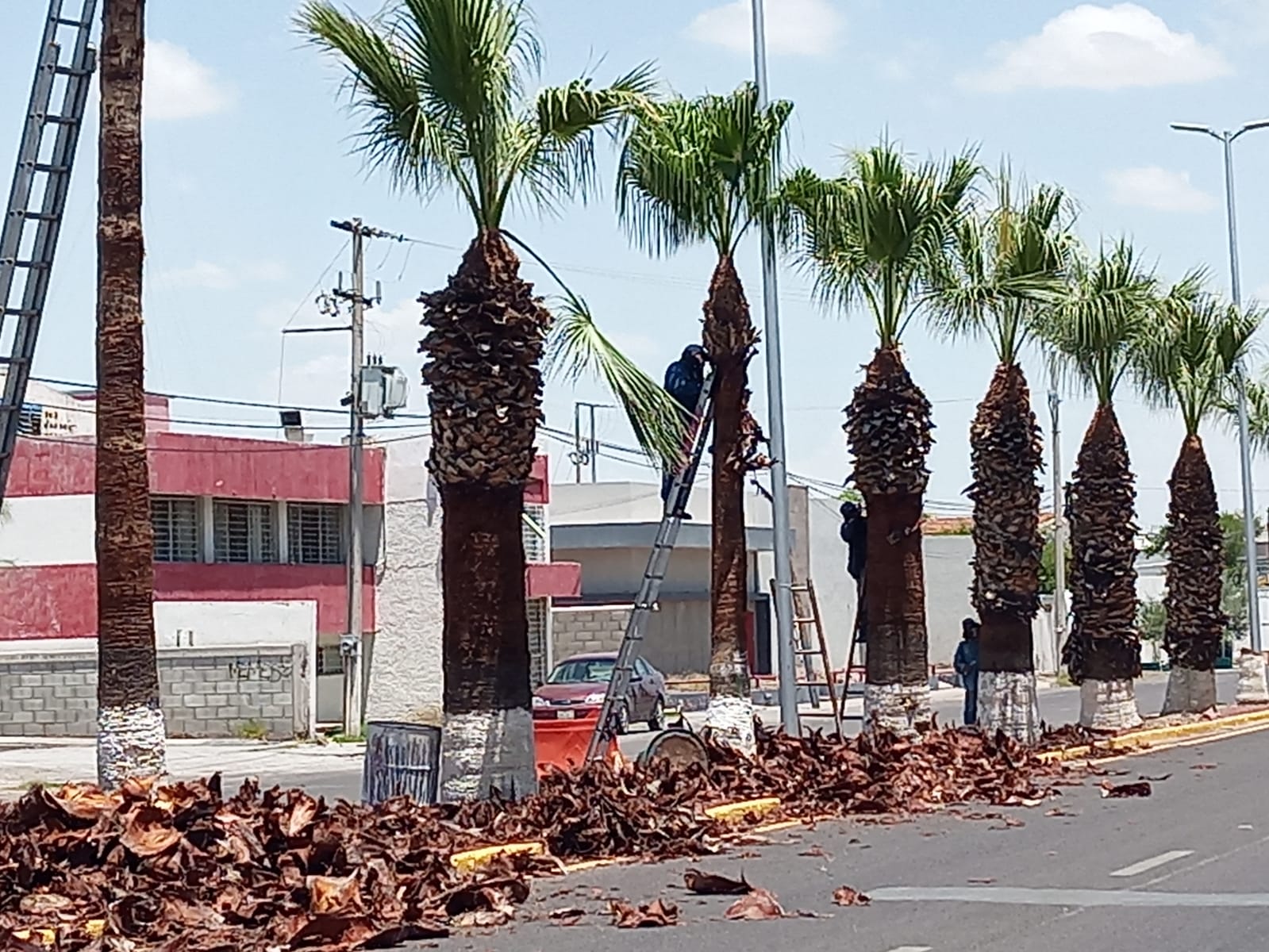 Se trabaja en las palmas como las que se ubican sobre el Paseo Independencia.