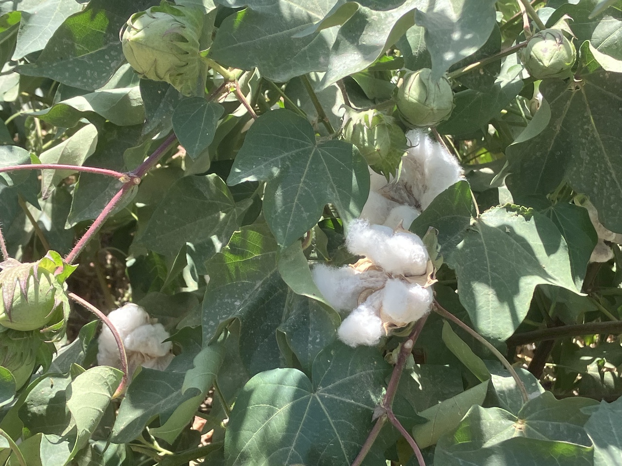 Los capullos del algodón están más chicos, por lo que prevén una disminución en el volumen de las cosechas. (ARCHIVO)