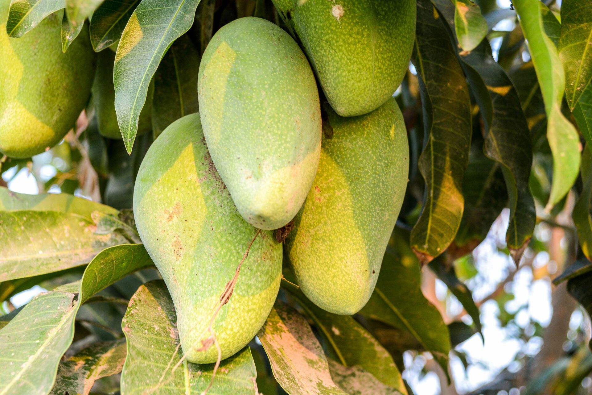 El caso ya se encuentra en el Ministerio Público, por lo que se tendrá que investigar el origen de esta disputa violenta entre familiares por la posesión de un árbol de mangos. (ARCHIVO)