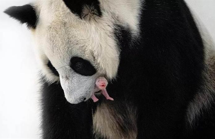 Famosos cachorros de oso panda