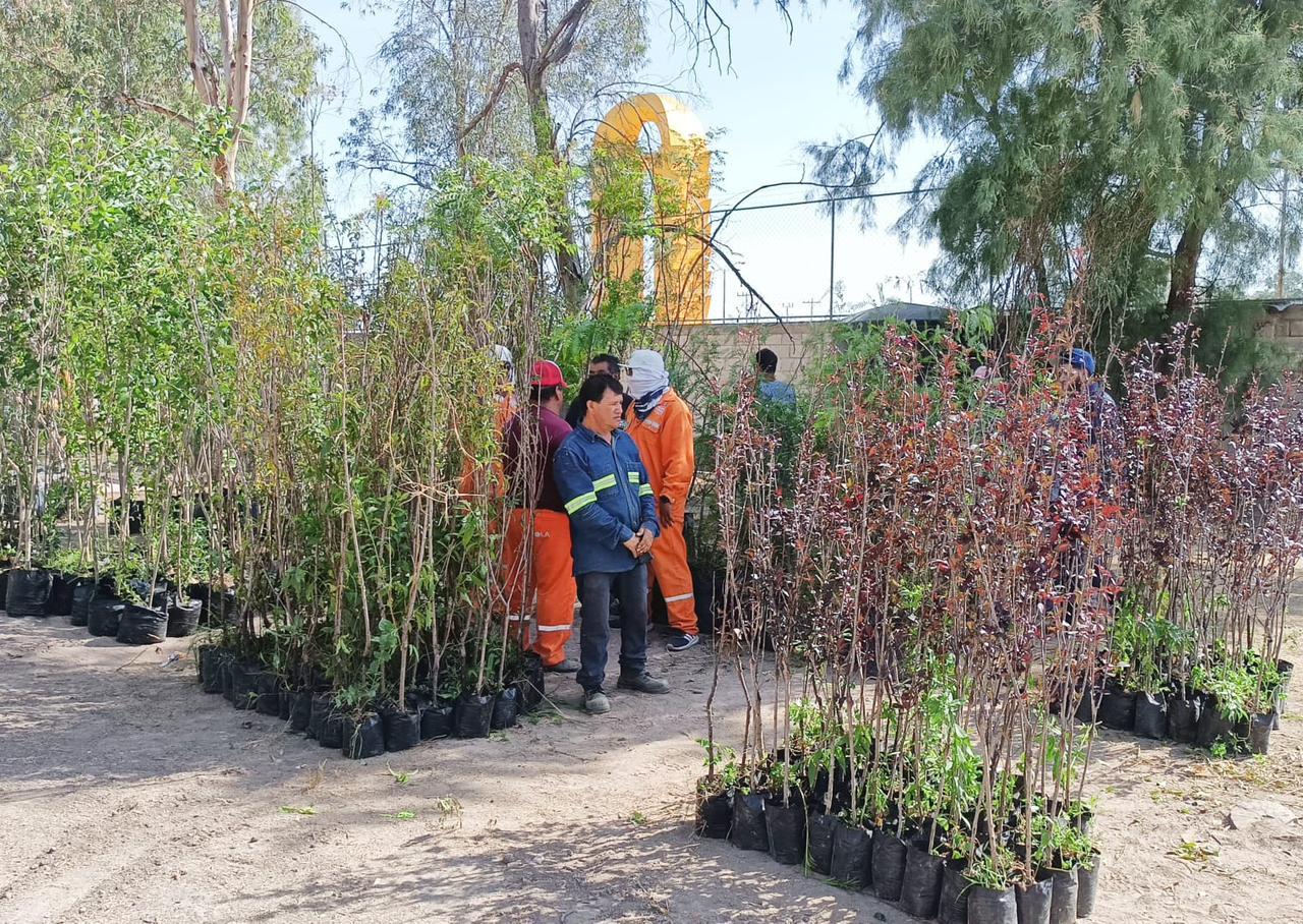 Recibe el Municipio de Torreón más árboles por parte del gobierno de Coahuila.