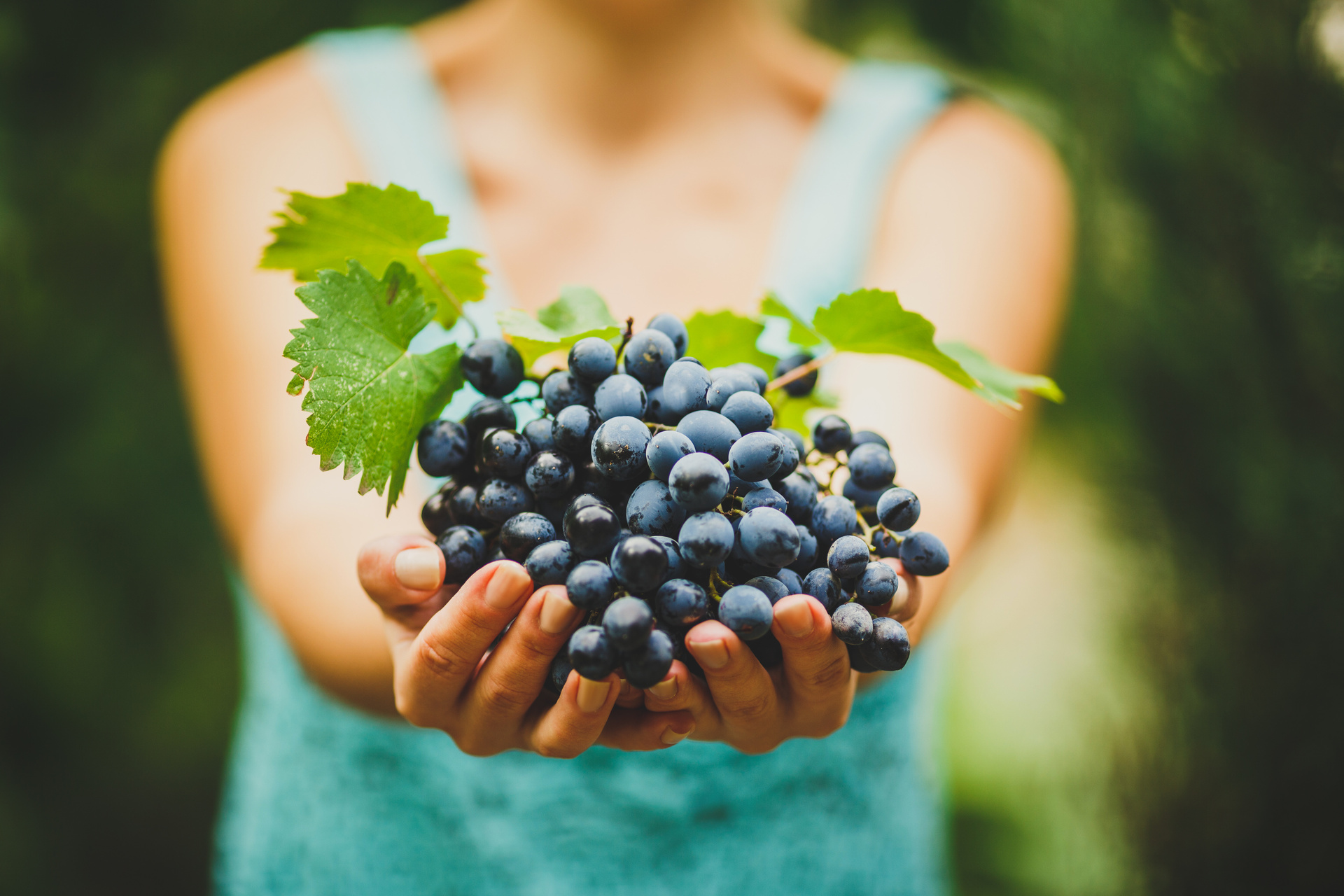 Expertos recomiendan uvas para combatir las varices