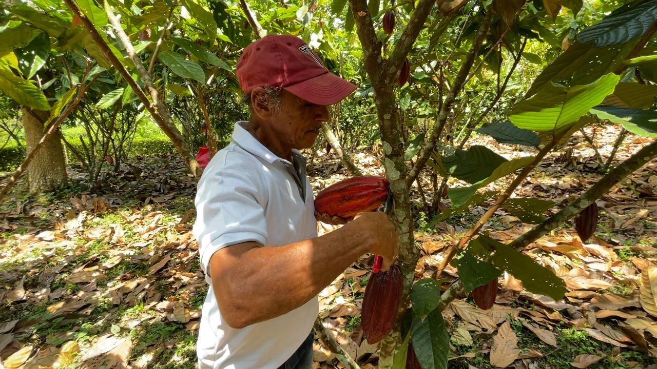 Líderes Del Cacao En Al Impulsan Producción Sostenible Y Rentable El