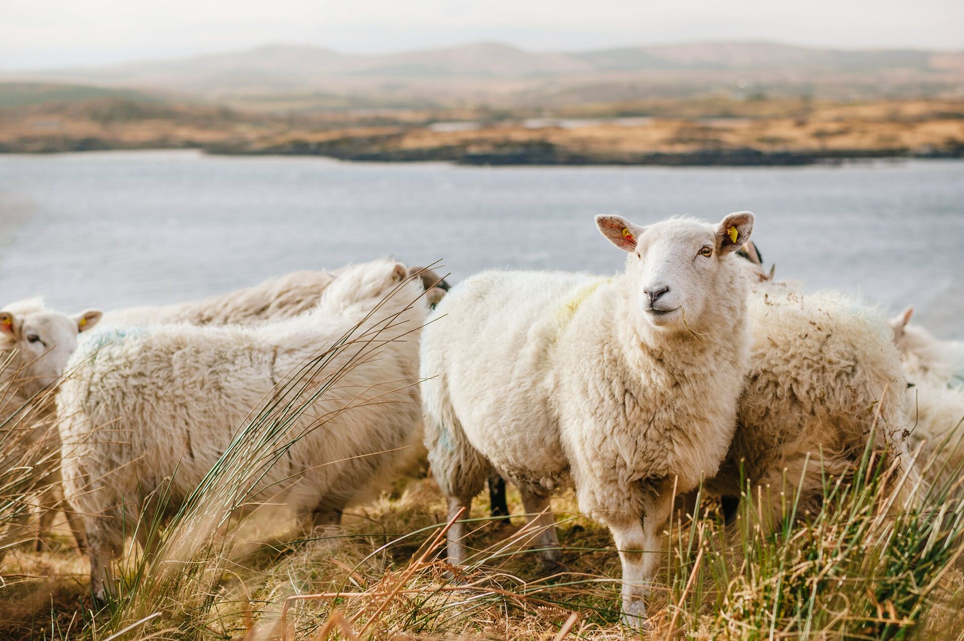 Na fermach owiec w Holandii wykryto chorobę niebieskiego języka