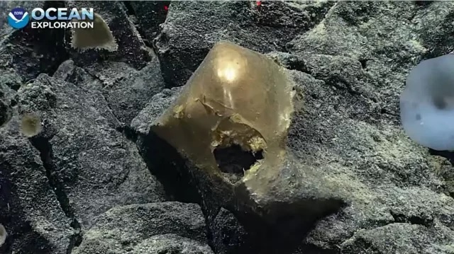 La exploración del área se lleva a cabo con el Okeanos Explorer de la NOAA. (ESPECIAL)