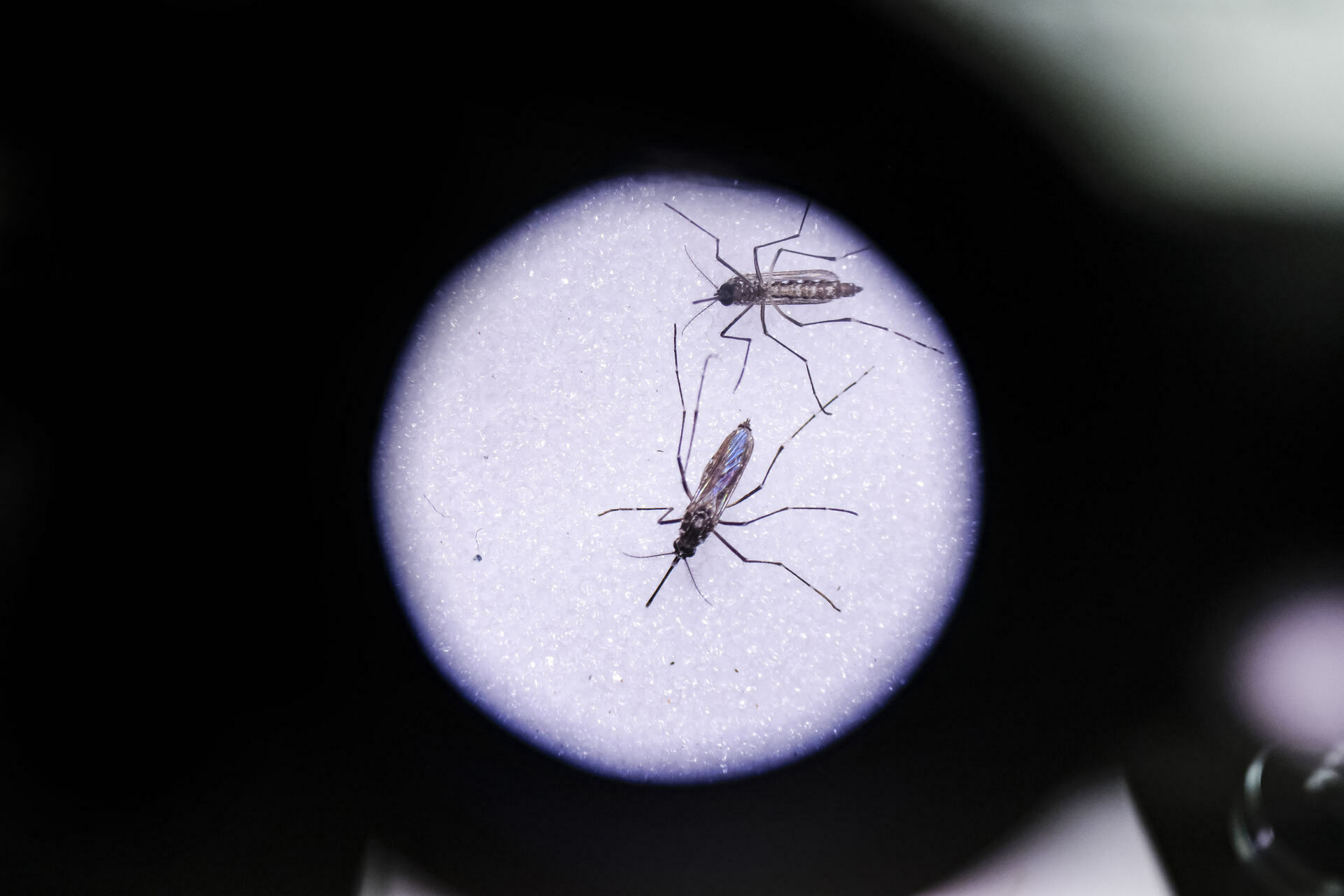Nicaragua trabaja en la eliminación de criaderos de mosquitos 'aedes aegypti' de forma masiva.