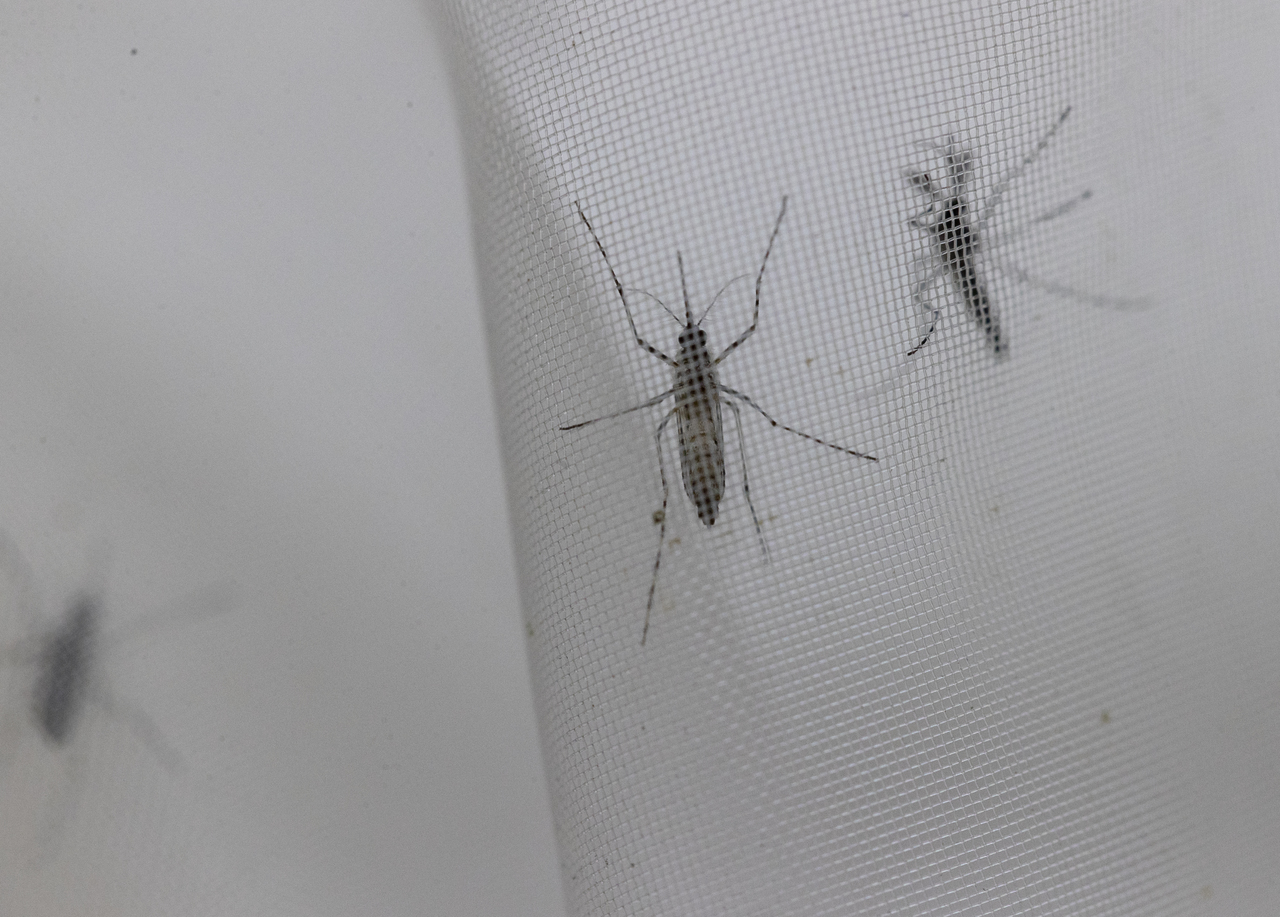 Llaman a prevenir el dengue en esta temporada de lluvias. (EL SIGLO DE TORREÓN)
