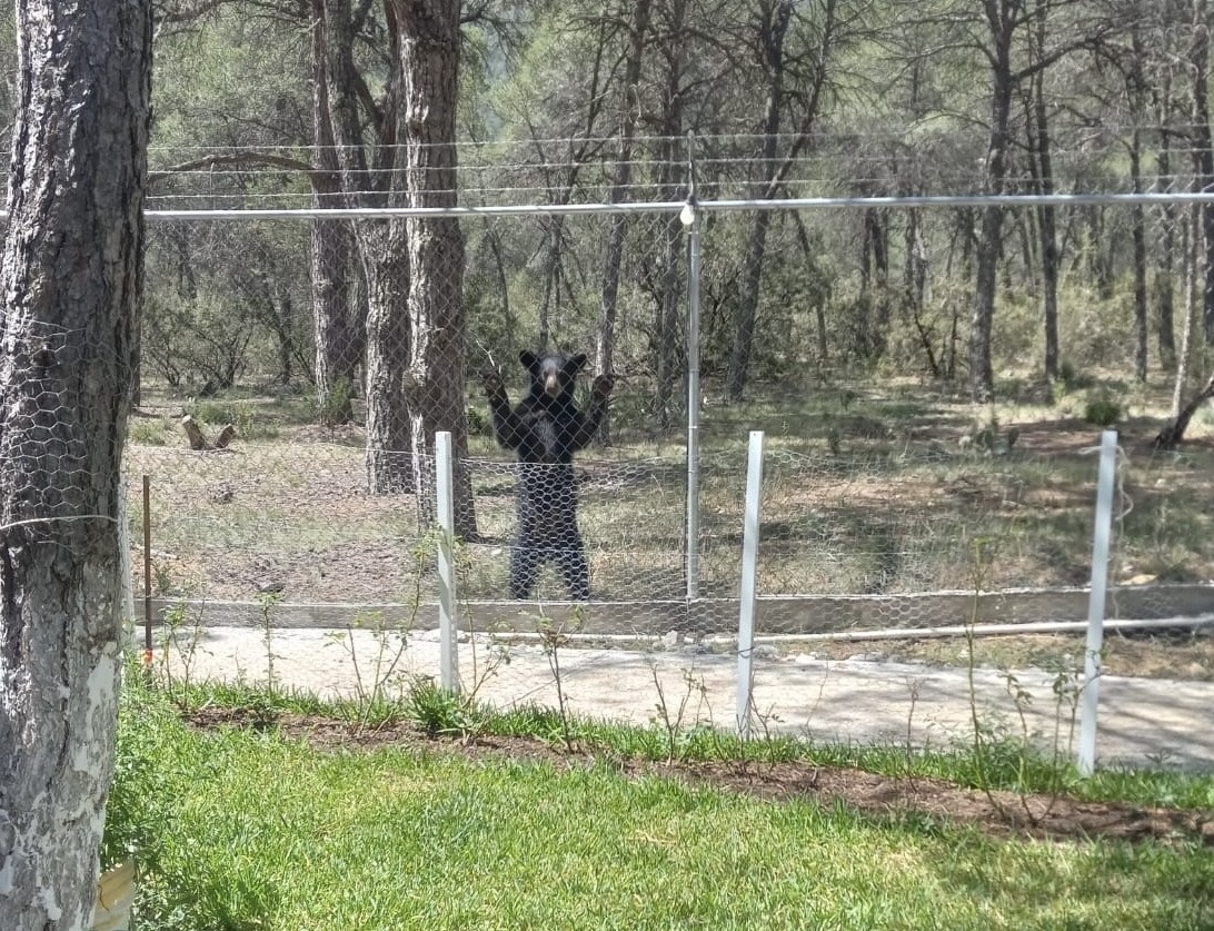 El pasado lunes se realizaron cinco trabajos en diferentes comunidades rurales y en la cabecera municipal con cinco osos.