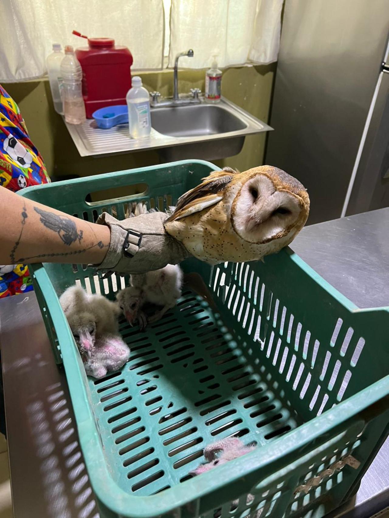 El director de Ecología pidió a la ciudadanía no maltratar a estos animales.