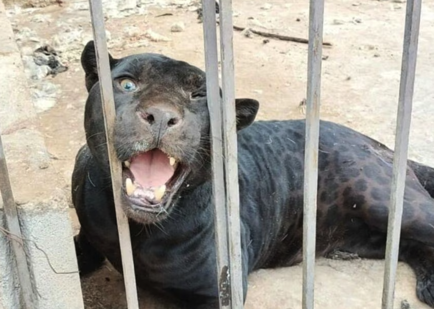 El jaguar de color negro, considerado como un animal exótico y en peligro de extinción, estaba en una jaula.