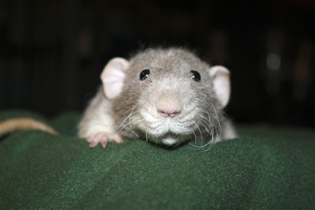 La conclusión fue que los ratones detectaban cambios en su apariencia, pero solo en determinadas condiciones.