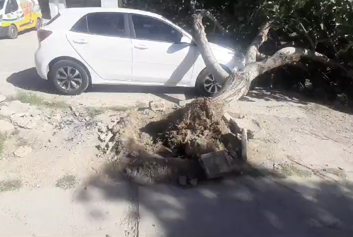 En Gómez Palacio, las ráfagas de viento tumbaron un árbol encima de un vehículo blanco de la marca Río.