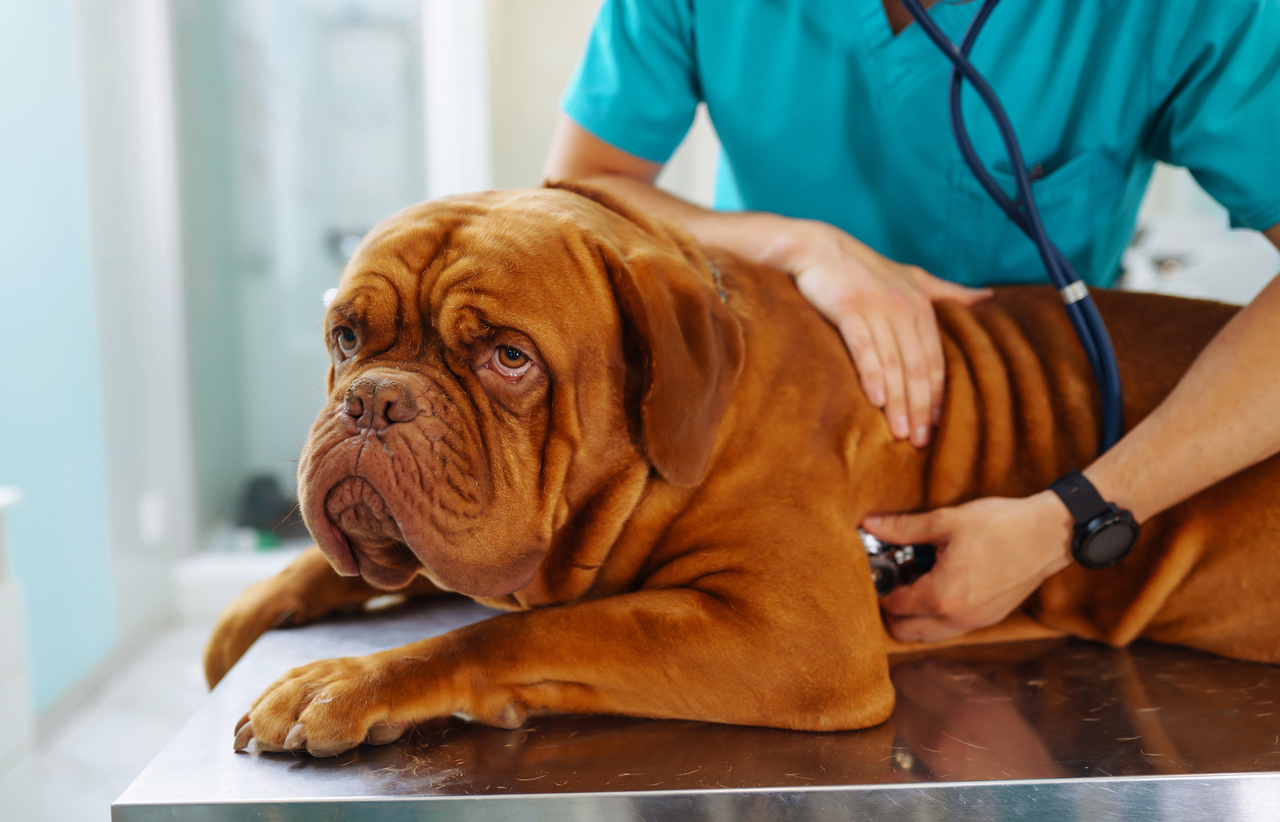 Los antiinflamatorios naturales son buena opción para las mascotas.