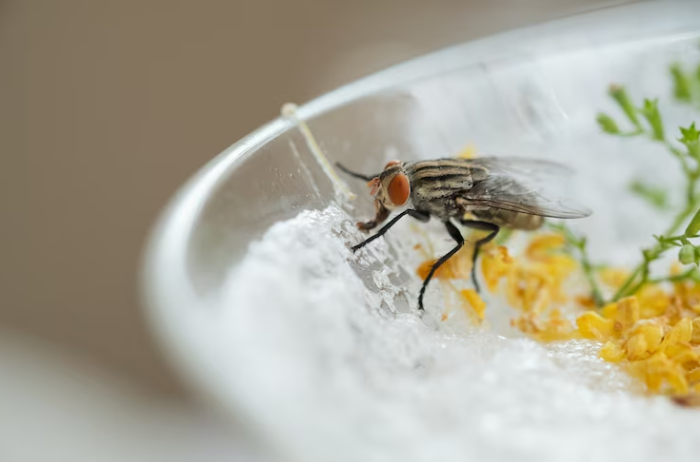 ¿Seguir o no ingiriendo la comida si una mosca se para en ella?