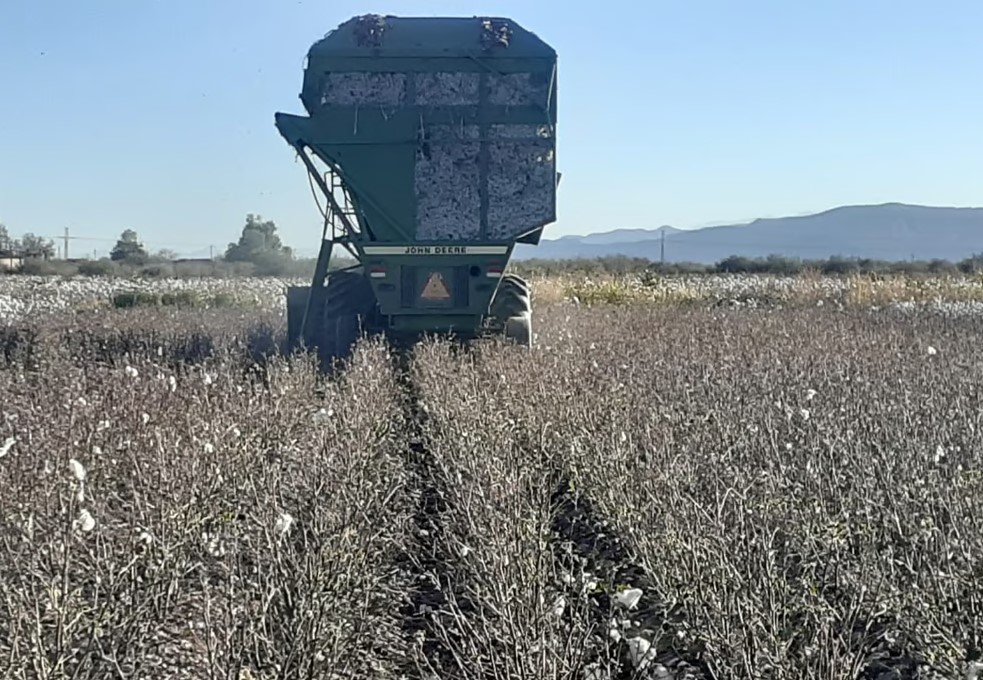 Productores de algodón de San Pedro buscan apoyo del Estado y Federación tras pérdidas millonarias