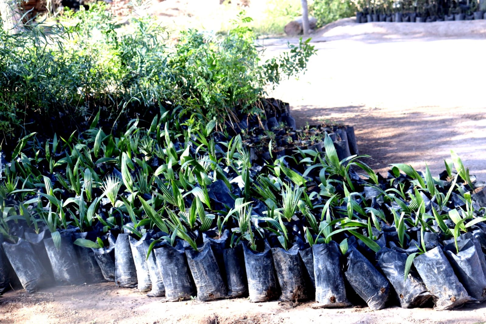 Peñoles regala 4,500 árboles al municipio de San Pedro