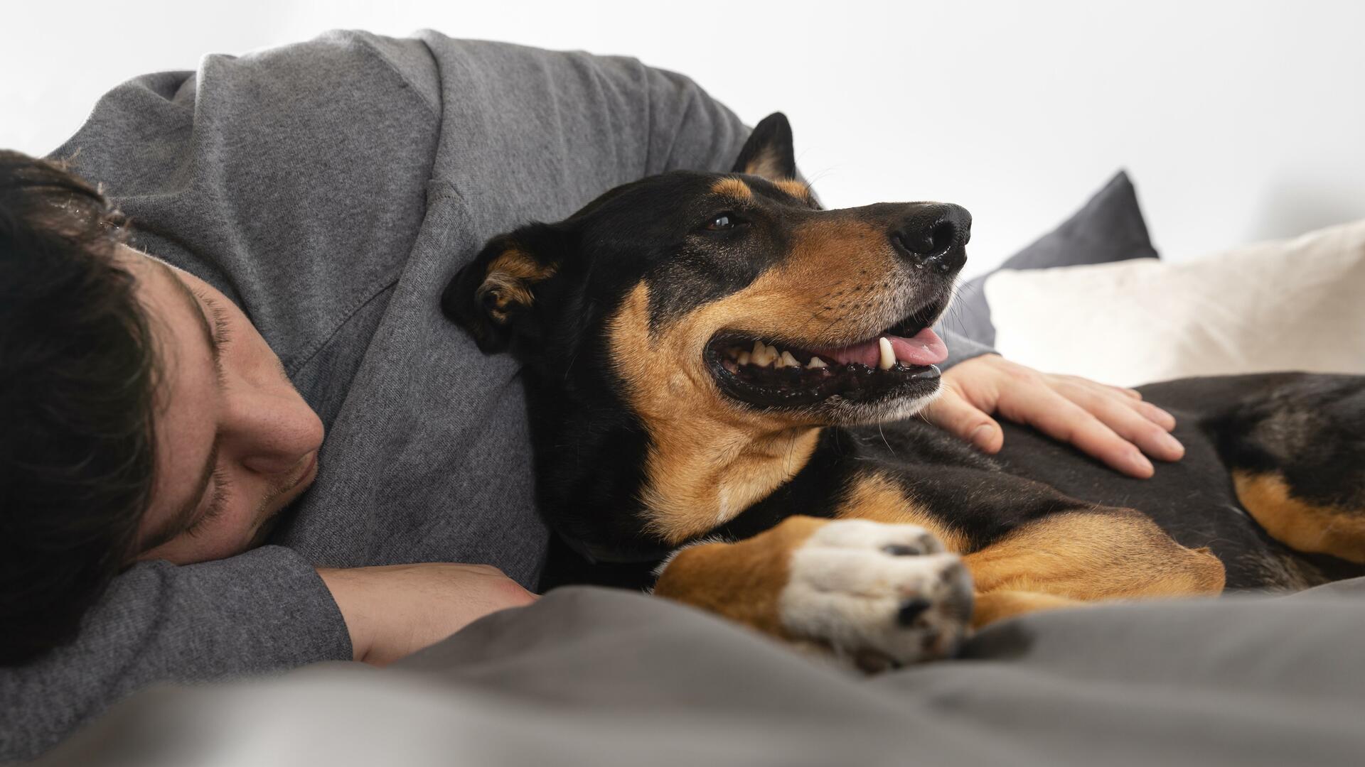 Las ventajas de dormir con perros, según un estudio médico