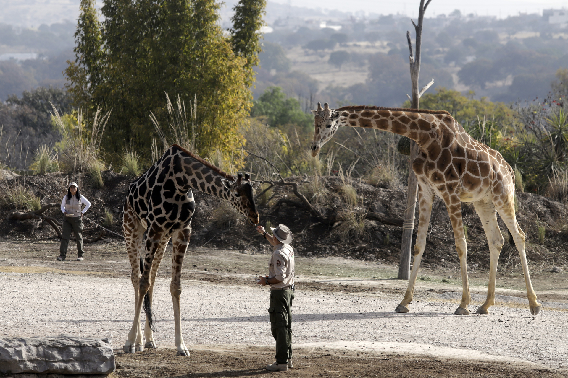 La Integración De La Jirafa Benito A La Manada En Africam Safari ...