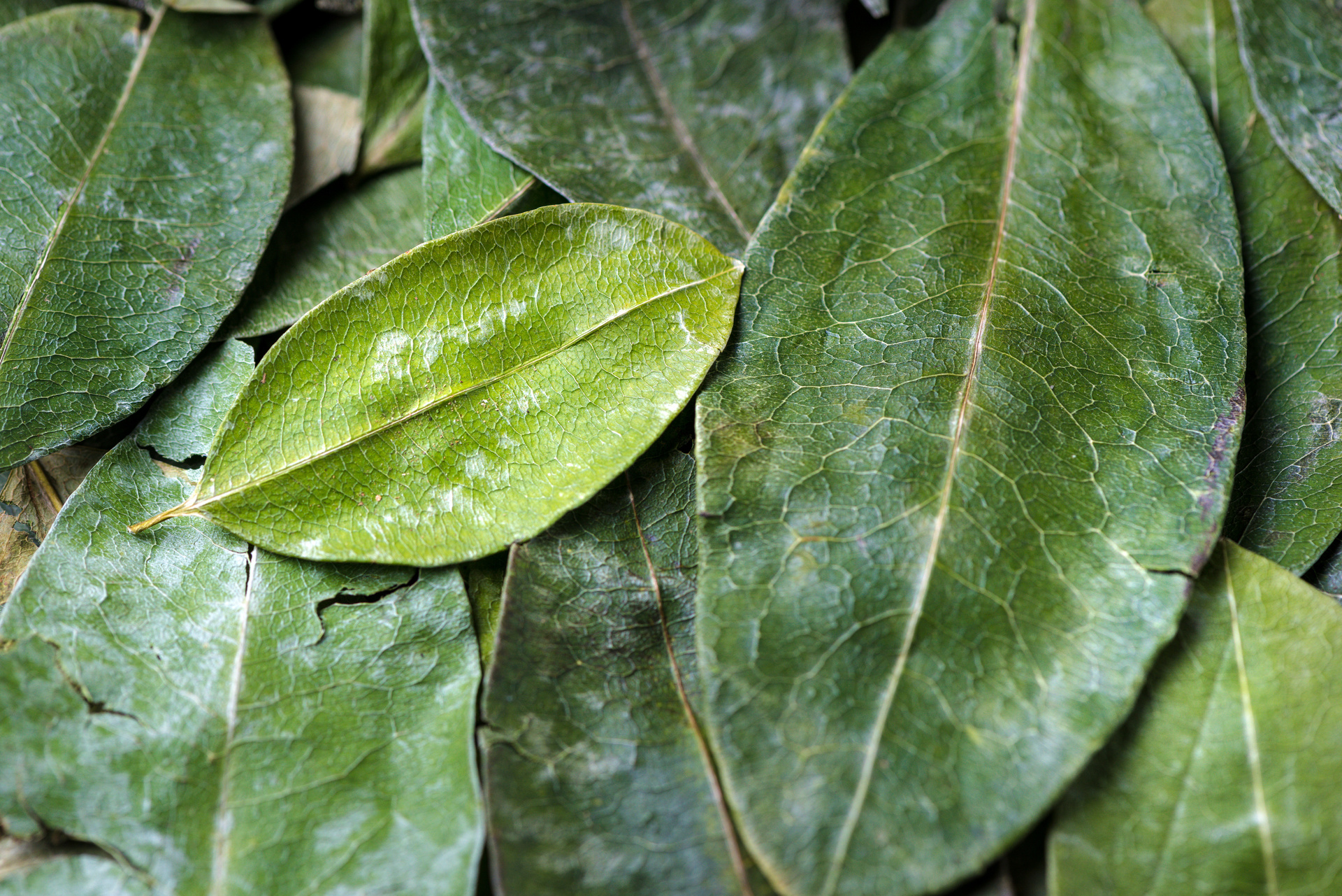 El uso médico de la hoja de coca