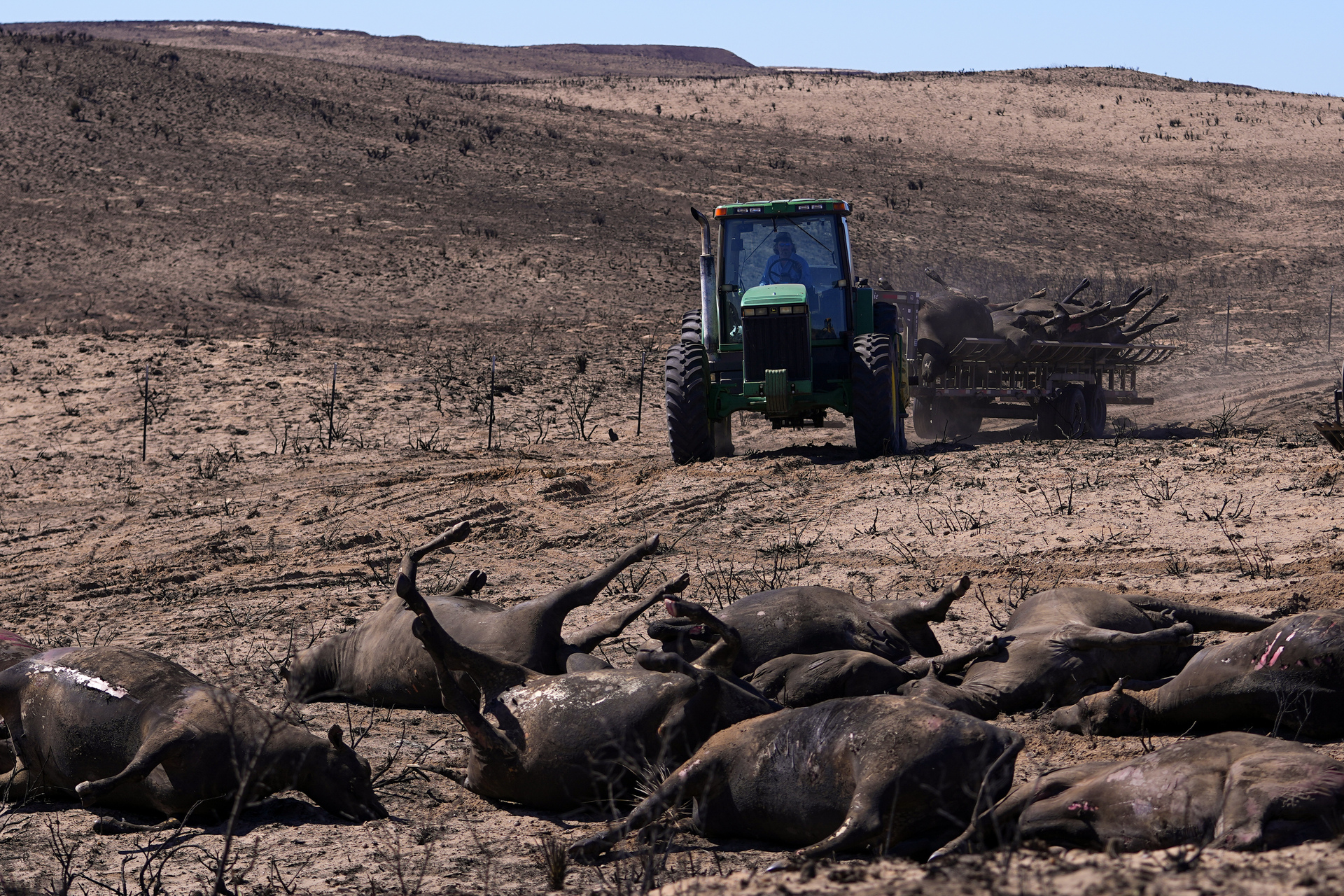 Ganado muerto tras incendios en Texas. (AP)