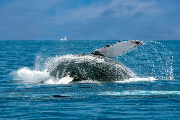 La menopausia explica por qué algunas ballenas viven tanto tiempo