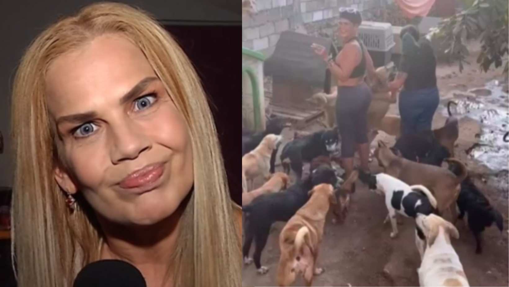Reviven acusaciones a Niurka de sacrificio de animales; fue vista en un albergue canino