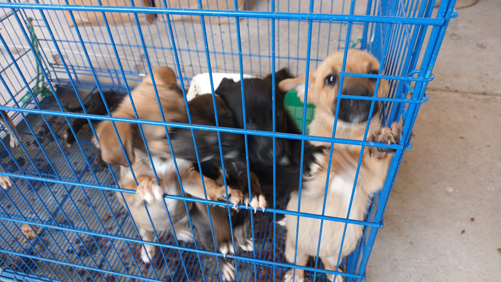 Se les busca un hogar a 12 perritos y un gato resguardados en el Control y Bienestar Animal.