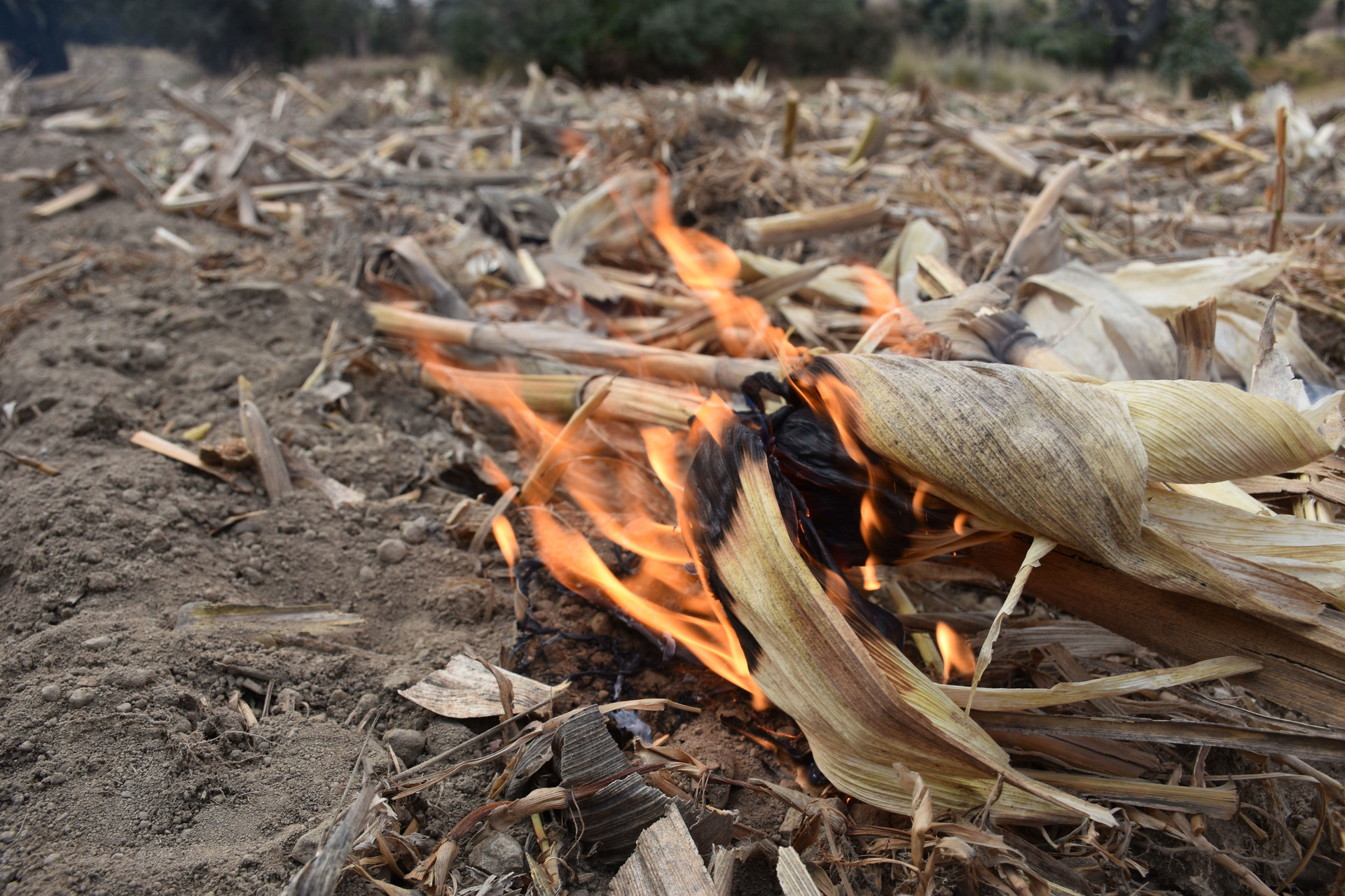 'El 34.7% de los incendios forestales son provocados', asegura Sader
