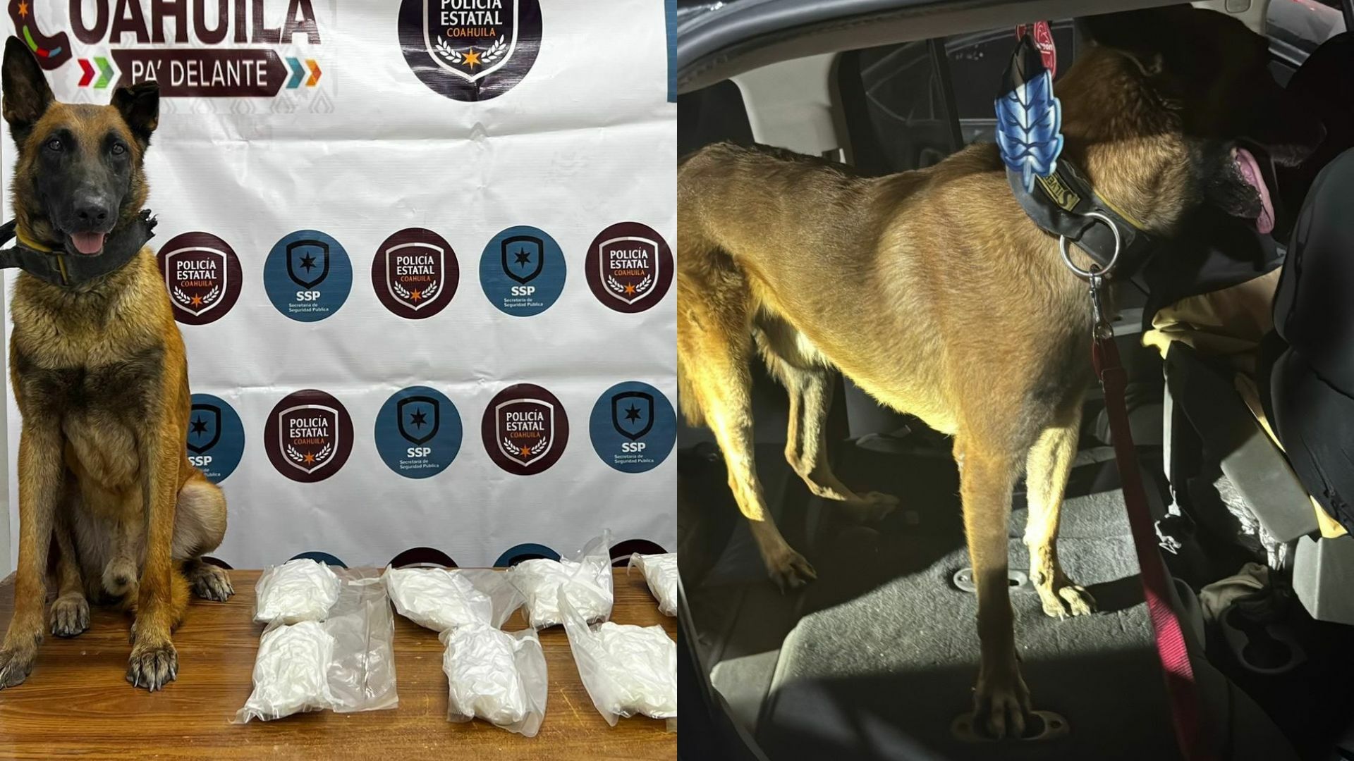 Elemento canino de la Policía Estatal detecta metafentamina en filtro de seguridad