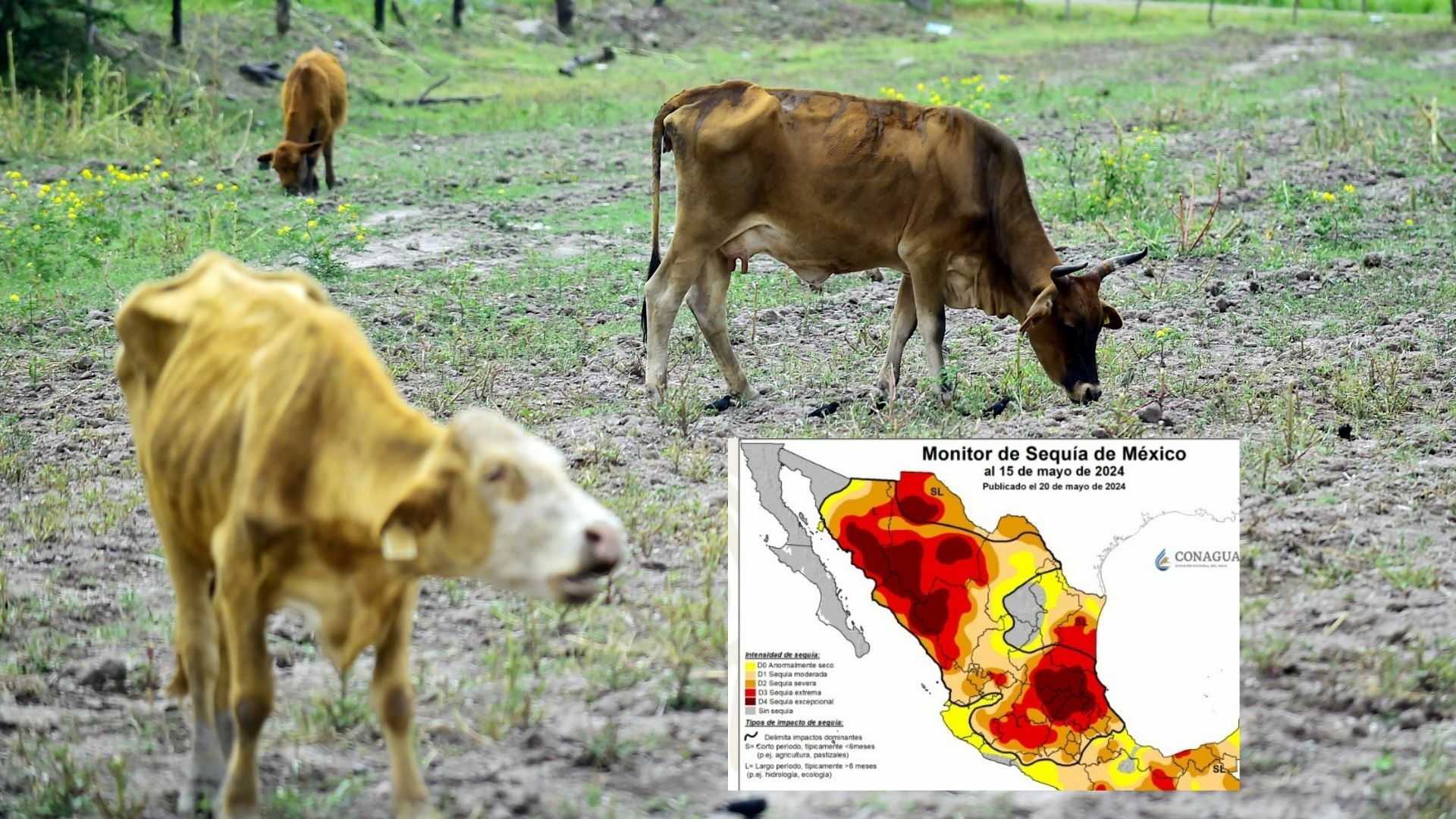 La sequía ha afectado a los animales. (ARCHIVO)