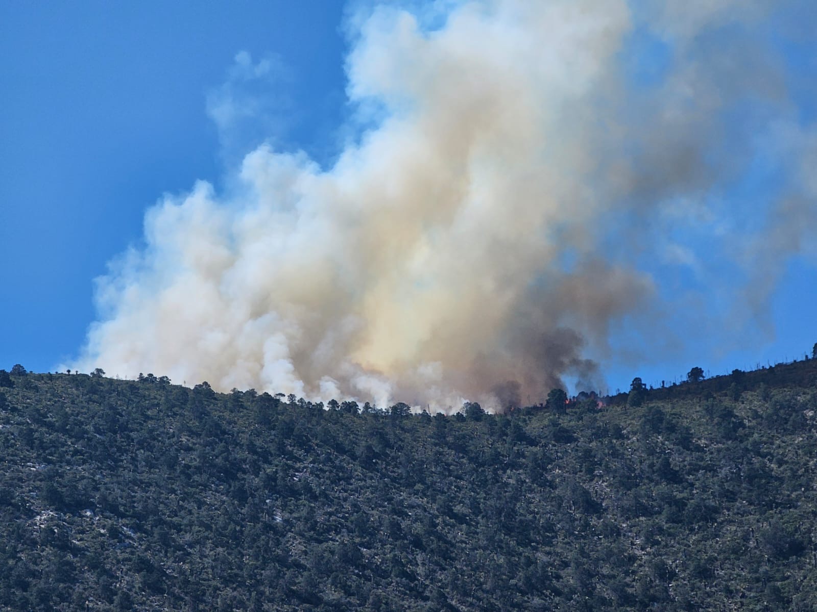 Controlados incendios forestales en Saltillo y Arteaga