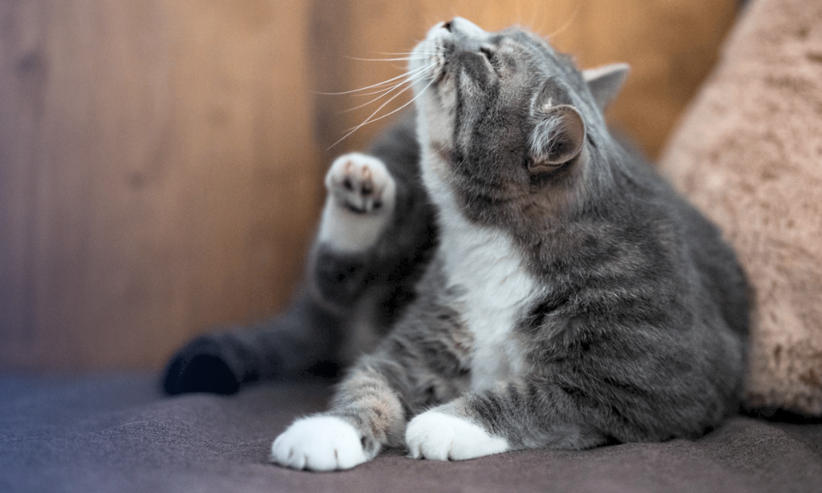 Consejos de veterinaria por si un gato se rasca mucho