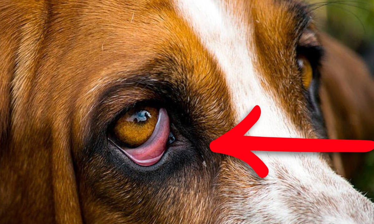 Principales síntomas del entropión en perros, según veterinaria