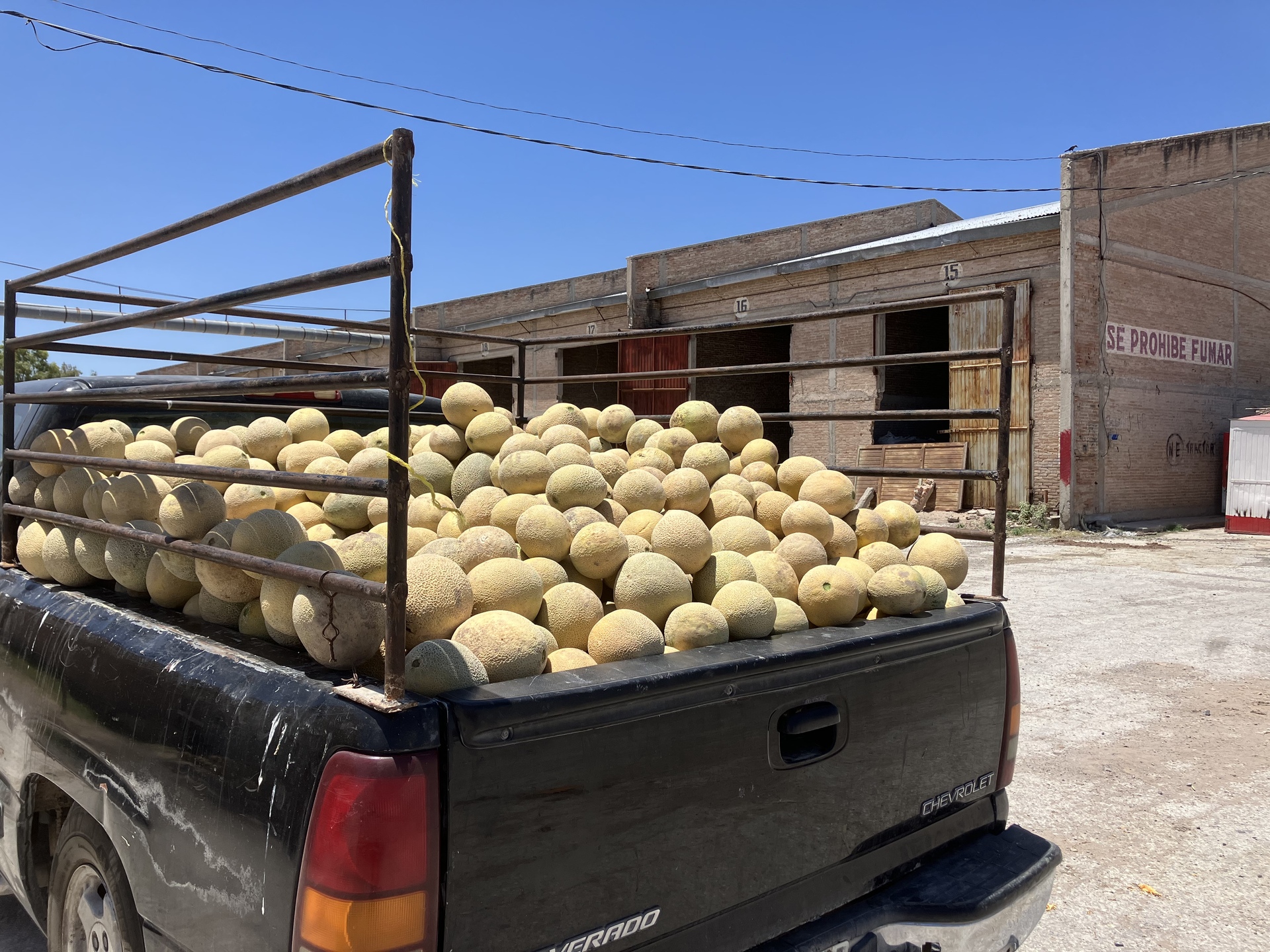 Salen primeros camiones cargados de melón del municipio de San Pedro