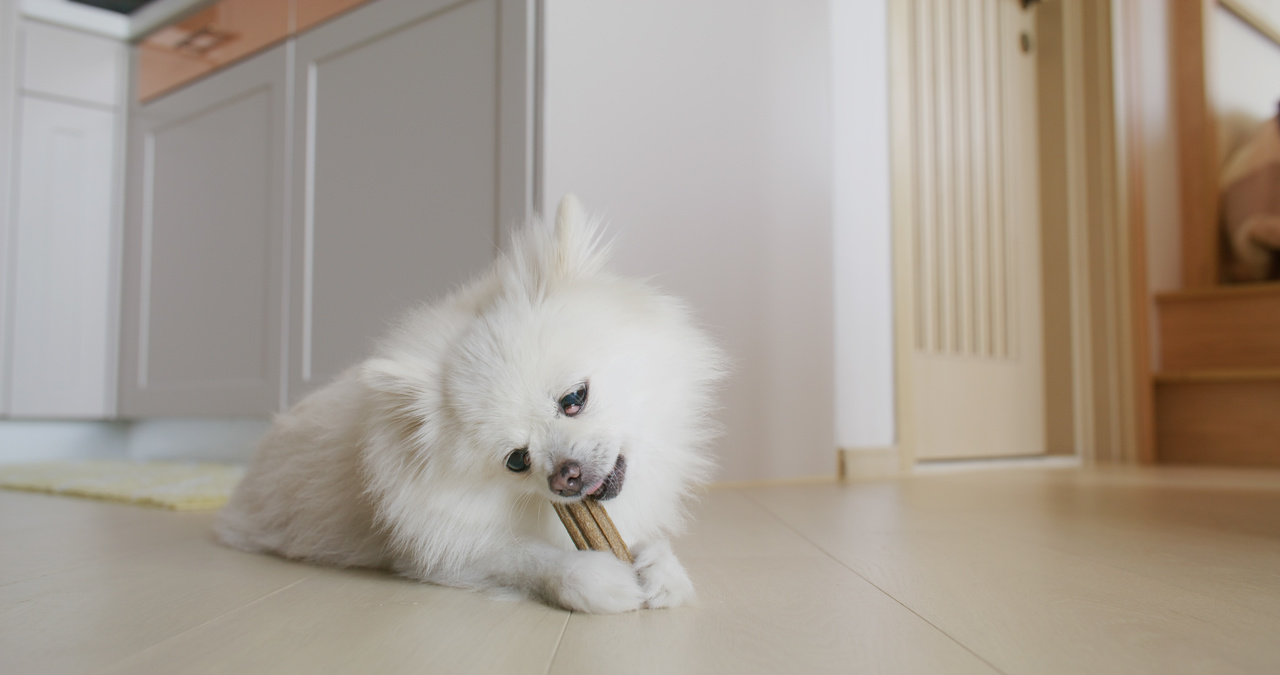 La inflamación de encías en los perros puede ser por varios factores.