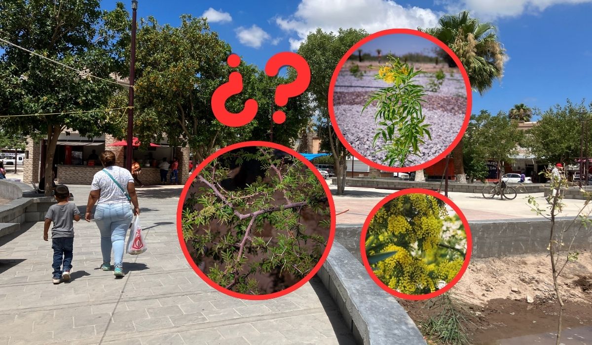 5 Árboles endémicos para plantar en La Laguna