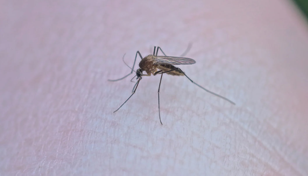 Confirman 3 casos de dengue en Durango