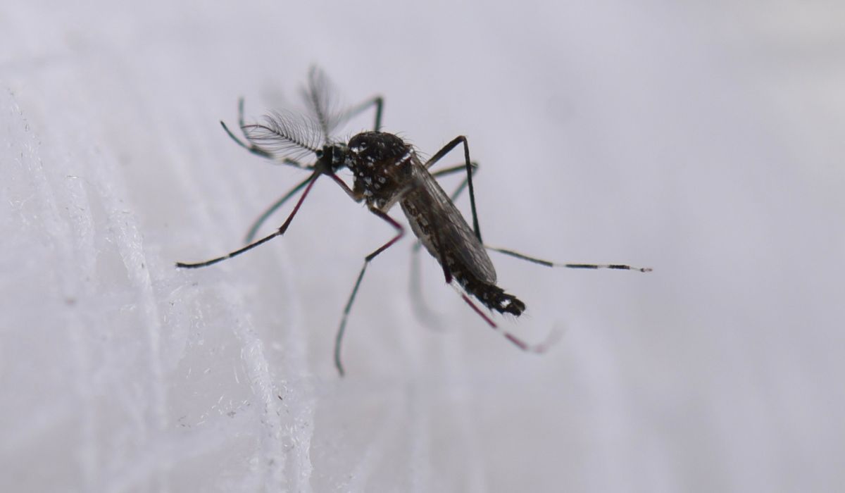 Alarma en Coahuila por brote de Dengue: Zaragoza reporta 75 de 86 casos positivos