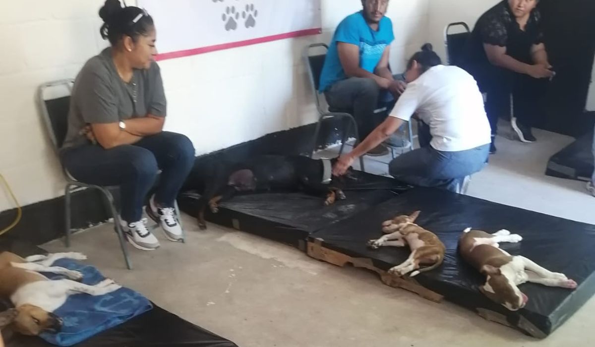 Atienden a 48 mascotas en campaña de esterilización en San Pedro