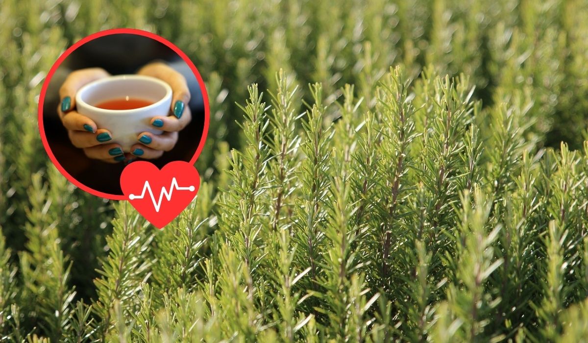 ¿Cuáles son los beneficios para la salud de las plantas polinizadoras?