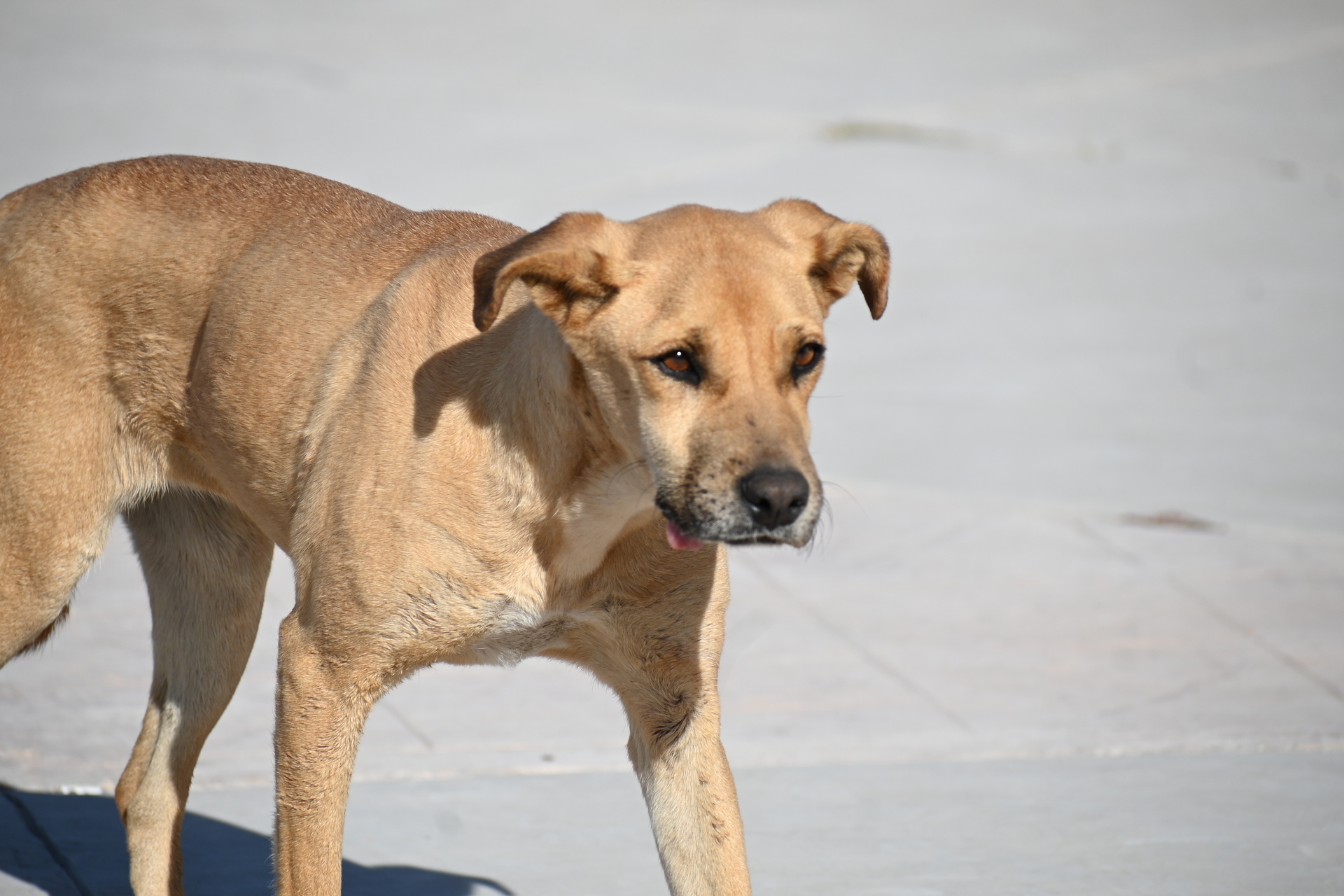 Reformarán reglamento para castigar el maltrato y crueldad animal en Torreón