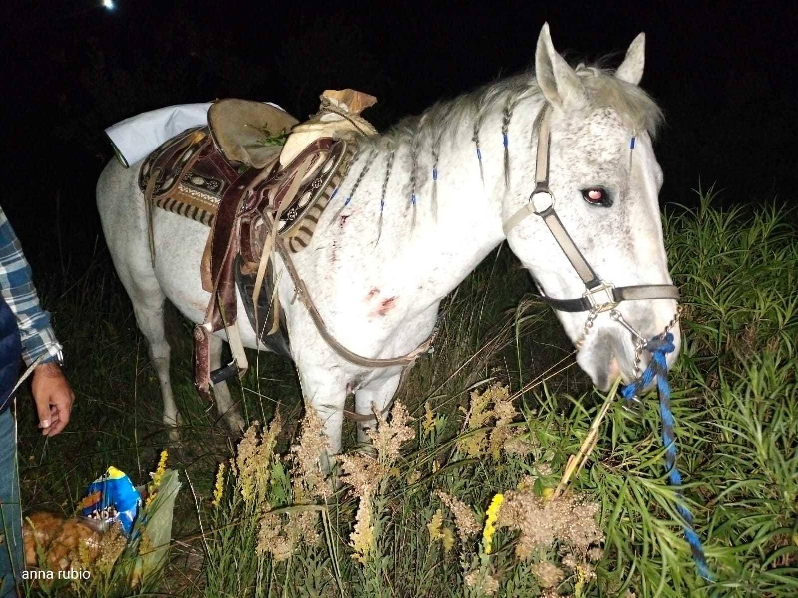 caballo en accidente de motocicleta en Saltillo.