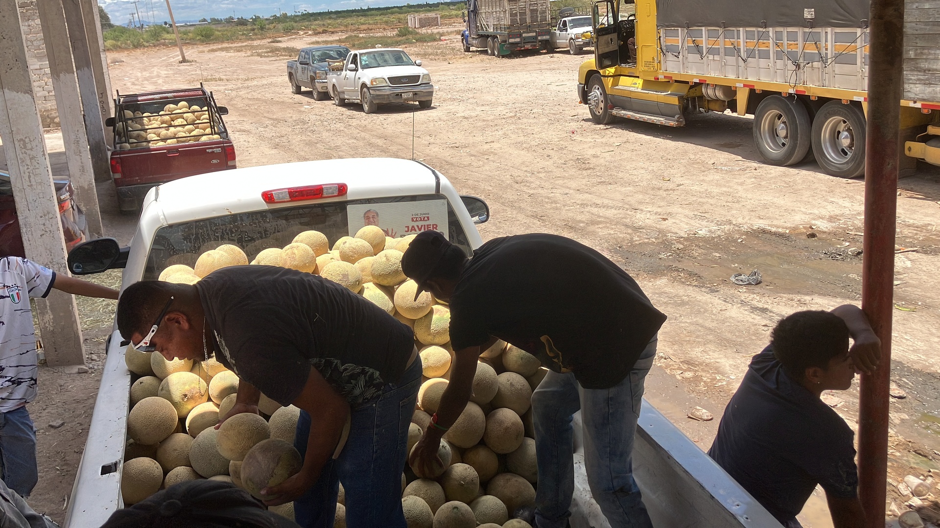 Aprueban recurso para retirar residuos de melón en parcelas de San Pedro