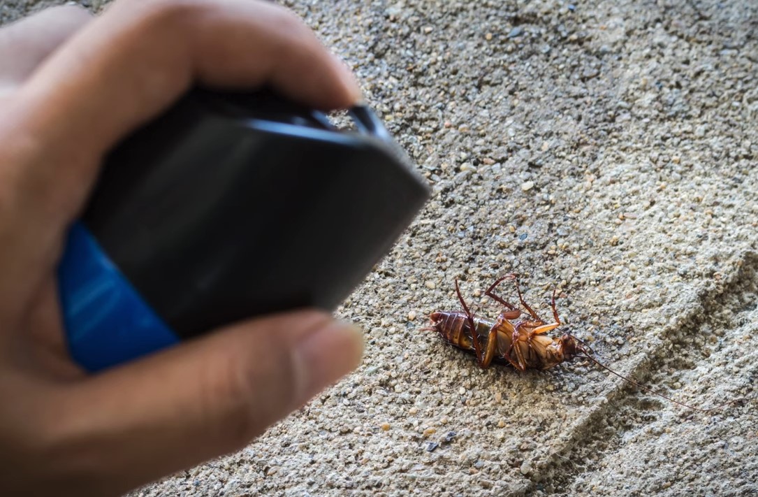 ¿El insecticida no es suficiente?; Las cucarachas han desarrollado niveles de resistencia según estudio 