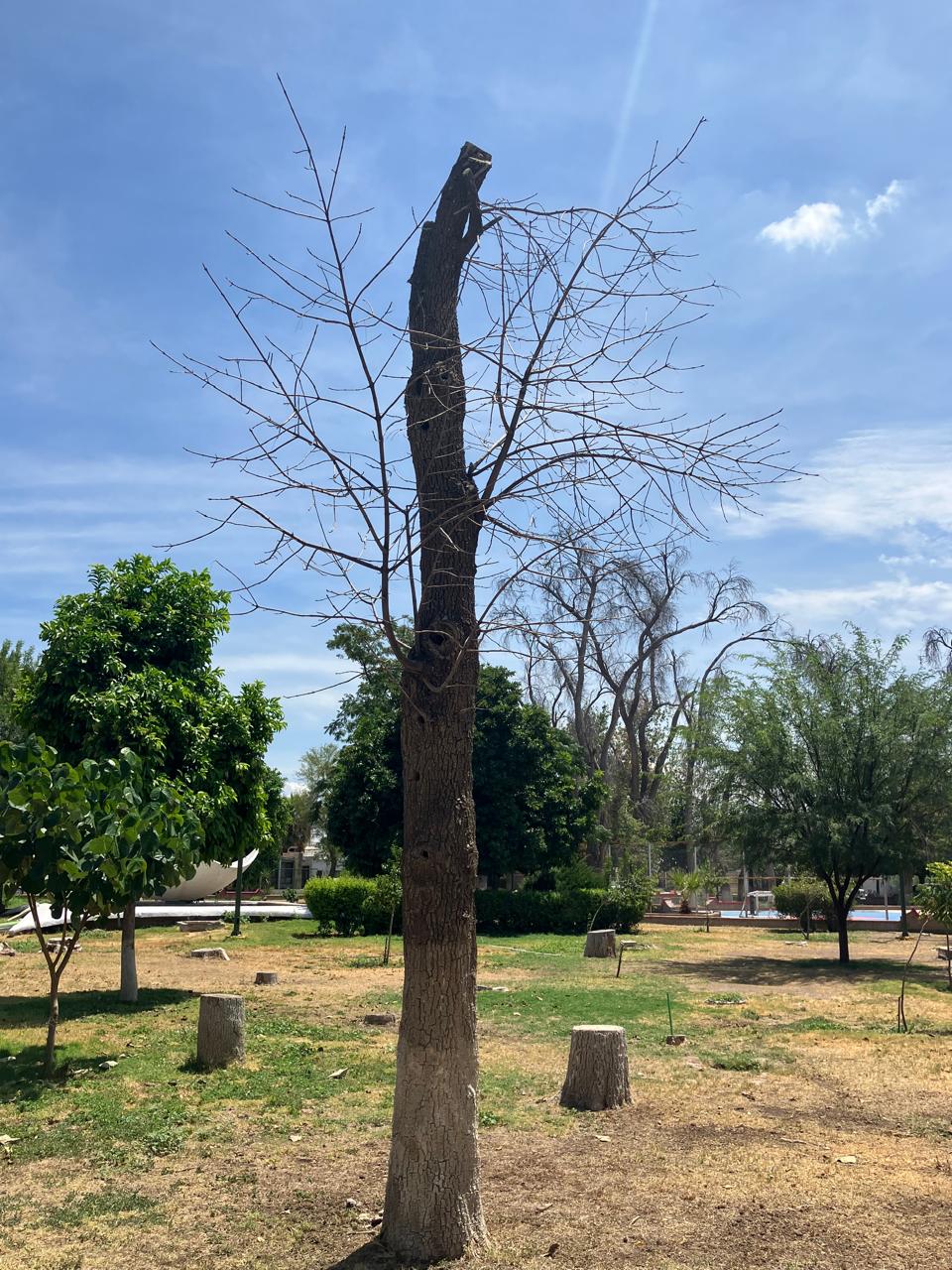 Bases. En las áreas verdes de la plaza aún se encuentran las bases de otros árboles que hace tiempo también 
fueron talados.