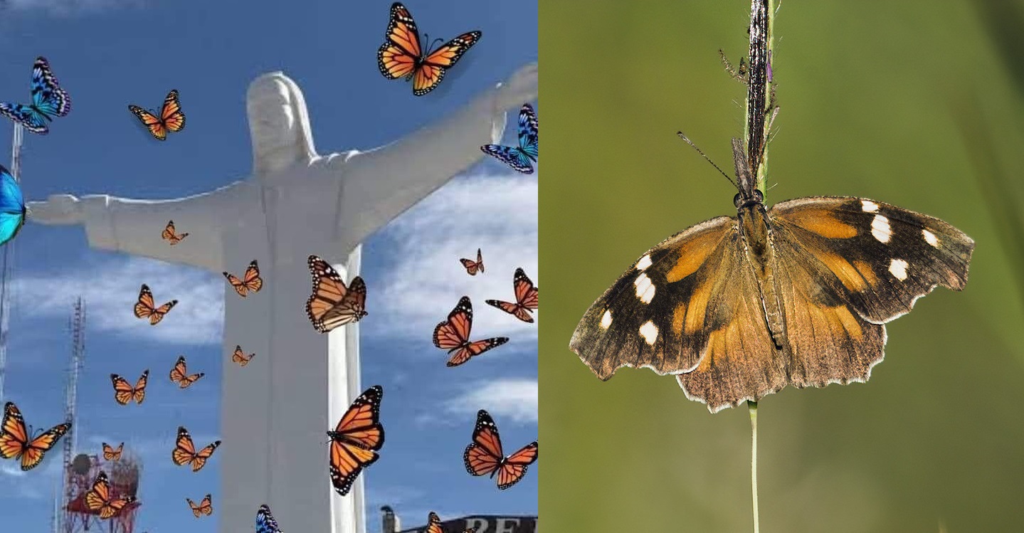 Mariposas en La Laguna (ESPECIAL)