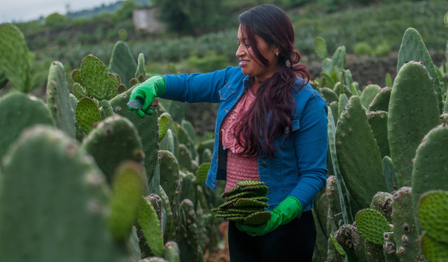 Abundancia de ingredientes mexicanos garantiza el sabor en las Fiestas Patrias