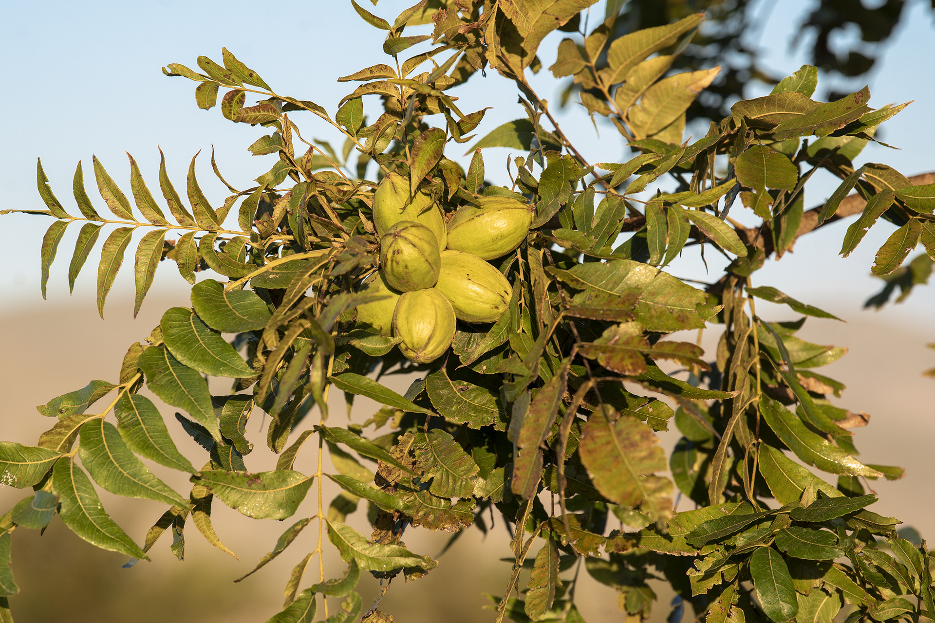 They are preparing for an inspection to regulate the commercialization of walnuts in La Laguna de Durango