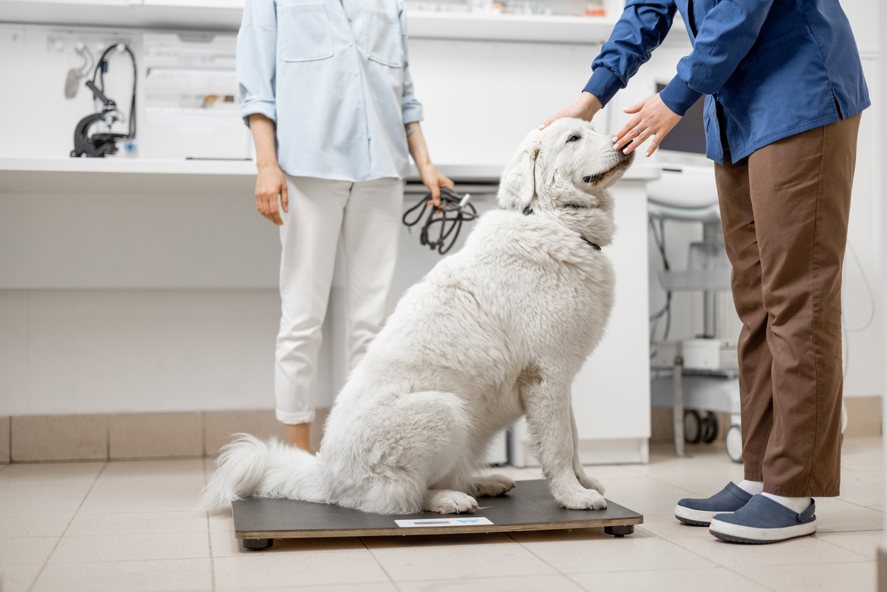 La mejor manera de saber si el perro está creciendo correctamente es observando su condición corporal, independientemente del número en la balanza.