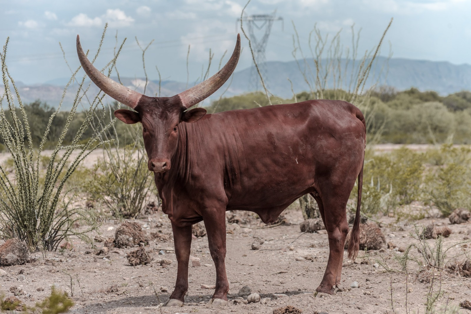 Peñoles protege la fauna de sitios donde tiene operaciones